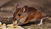 24 Hour & Emergency Exterminators in Boone, IA